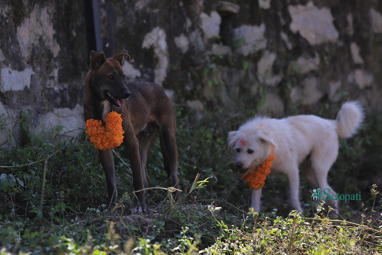 https://raracms.setopati.com/uploads/shares/2019/01/sujita/Kukur tihar  (1).jpg